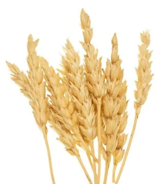 Wheat on white Stock Photos