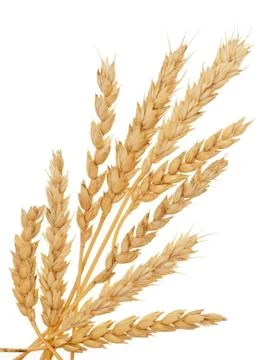 Wheat on white Stock Photos