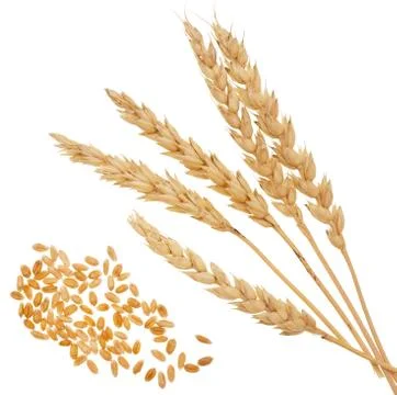 Wheat on white Stock Photos