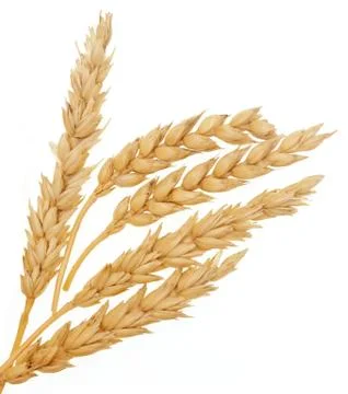 Wheat on white Stock Photos