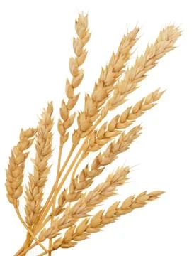 Wheat on white Stock Photos