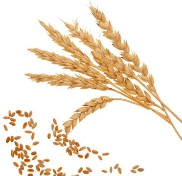 Wheat on white Stock Photos