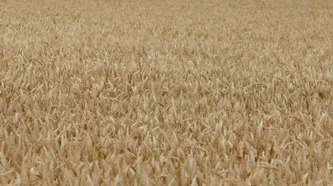 Wheat in wind 1  Stock-Footage 841176