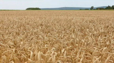 Wheat in wind 2 Stock-Footage 841213