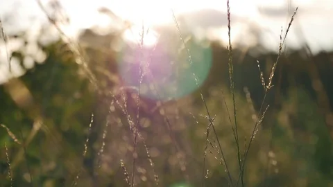 Wheat in the wind (4K) Stock Footage 78154693
