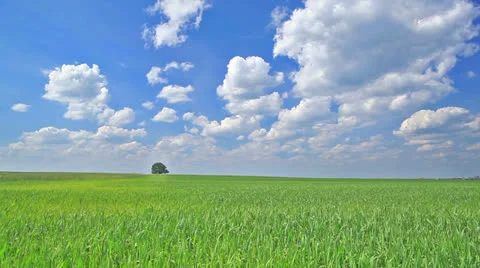 Wheat  on a wind  and blue sky. Beautiful landscape Stockbeeldmateriaal 24465981