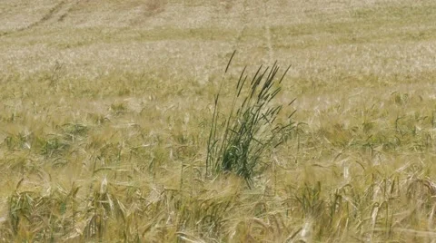 Wheat in the wind in Bavaria Germany Stock Footage 53242199