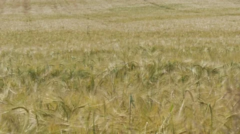 Wheat in the wind in Bavaria Germany Stock Footage 53242550