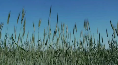 Wheat in the Wind with Blue Sky Stock Footage 785676