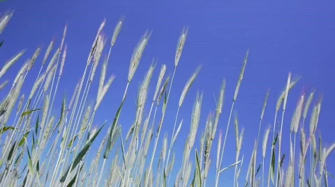 Wheat in the Wind with Blue Sky - Perspective Play Stock Footage 789122