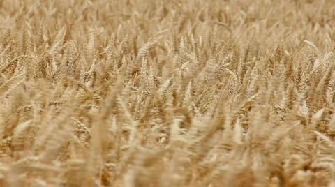 Wheat in wind close up Stock-Footage 841167