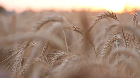 Wheat On wind In Field 動画素材 65263337