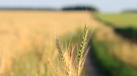 Wheat on wind - follow focus from spikelets to field Stock Footage 7753828