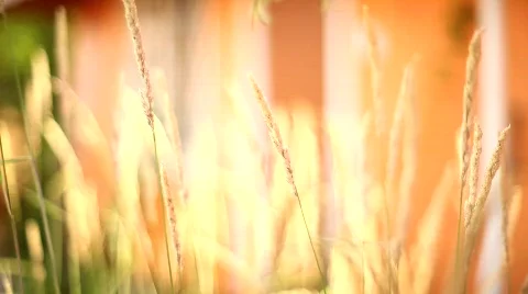 Wheat in the wind Vidéo 481228
