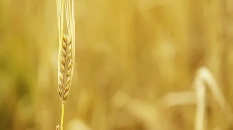 Wheat in wind Stock Footage 11866559