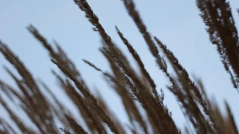 Wheat in the Wind Video stock 90974887