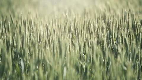 Wheat in the Wind Vidéo 91793705