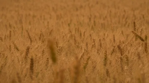 WHEAT IN WIND Stock Footage 93715468