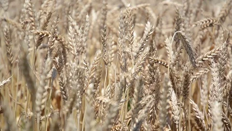 Wheat on the wind Stock Footage