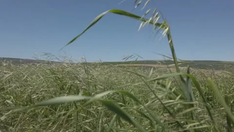 Wheat in the wind Stock-Footage 201621203