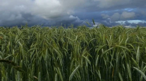 Wheat on the wind, Rainy clouds beyond, Slow motion Stock Footage 51686320