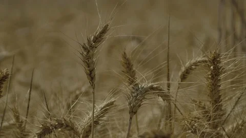 Wheat in the wind, slow motion 4k Stock Footage 125039950