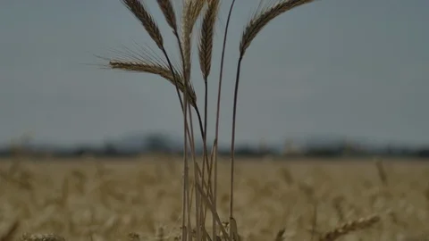 Wheat in the wind, slow motion 4k Stock Footage 125040634