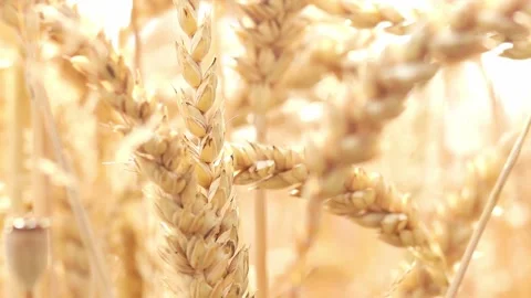 Wheat in the wind summer close up 4k 25fps video Stock Footage 313081306