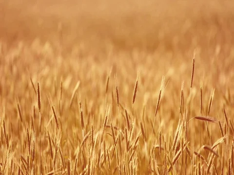 Wheat in the wind. Summer Stock Footage 76901024