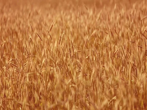 Wheat in the wind. Summer Stock Footage 76901175