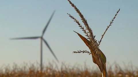 Wheat with Wind Turbines on Wind Farm Stock Footage 32937488