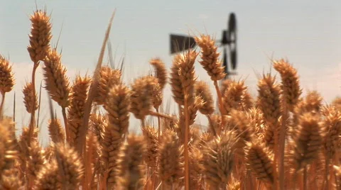 Wheat with windmill Stock Footage