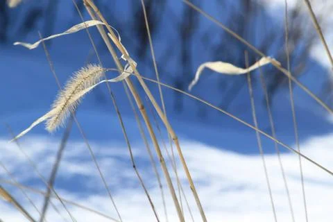 Wheat in Winter 스톡 사진