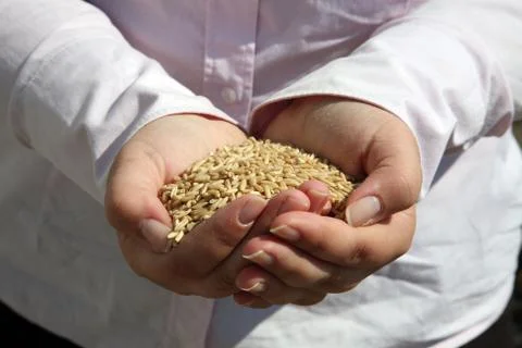 Wheat in woman's hand Stock Photos