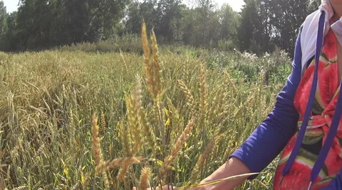 Wheat in women's hands Stock-Footage 67704878
