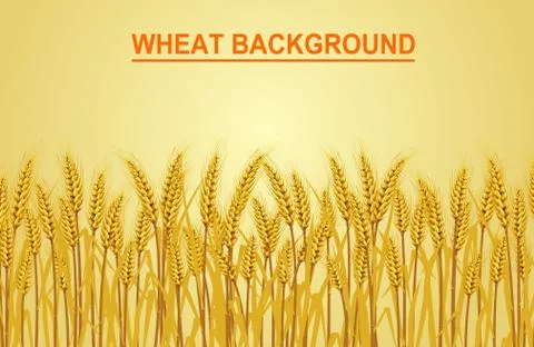Wheat on the yellow background in the left hand corner has space for text inp イラスト素材