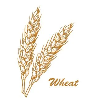 Wheat yellow sketch Illustrazione stock