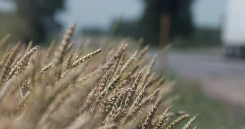 Wheat Yellow Thorns Flutter In The Wind At The Side Of The Road Stock Footage 132545857