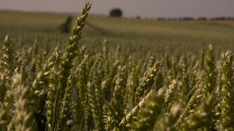 Wheat young Stock Footage 92732331