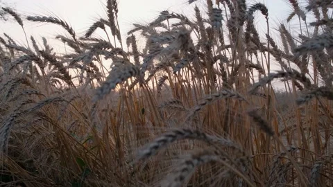 Wheat3q field. Close-Up of Wheat Ears in a Field. Stock Footage 239168024