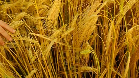 Wheat.Child hand touches ears of wheat.Spikelets of ripe wheat Video stock 181322681