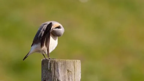Wheatear cleaning on a post Foto stock
