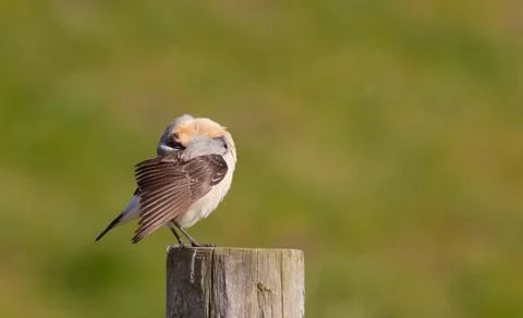 Wheatear cleaning on a post Stock Photos