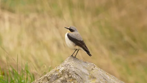 Wheatear flies from rock to feed and returns before flying out of frame Stock Footage 87049154