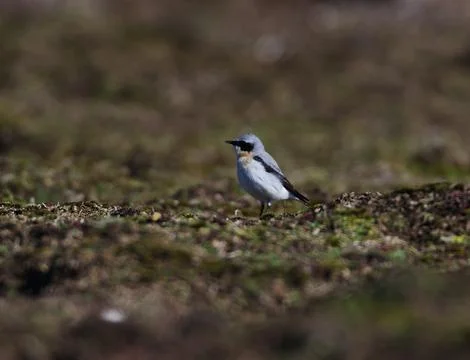 Wheatear on the grass Stock Photos