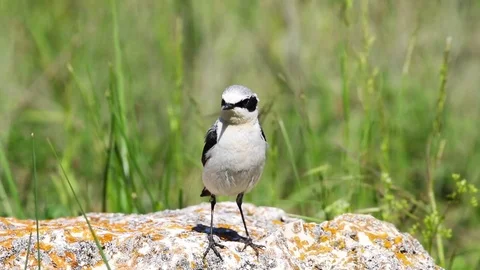 Wheatear / Oenanthe oenanthe Stock Footage 76126637