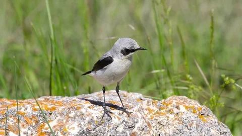 Wheatear / Oenanthe oenanthe Stock Footage 76126668