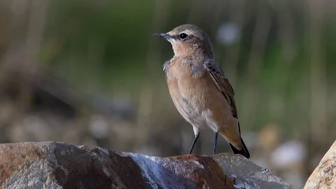 Wheatear (Oenanthe oenanthe) sitting on stone - wildlife - HD stock video Stock Footage 82497953