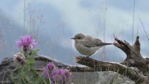 Wheatear (Oenanthe oenanthe ) wheatear Stock Footage 246794695