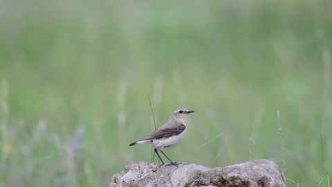 Wheatear or Oenanthe oenanthe sitting on a stump 스톡 동영상 201478917
